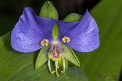False Dayflower May 2026